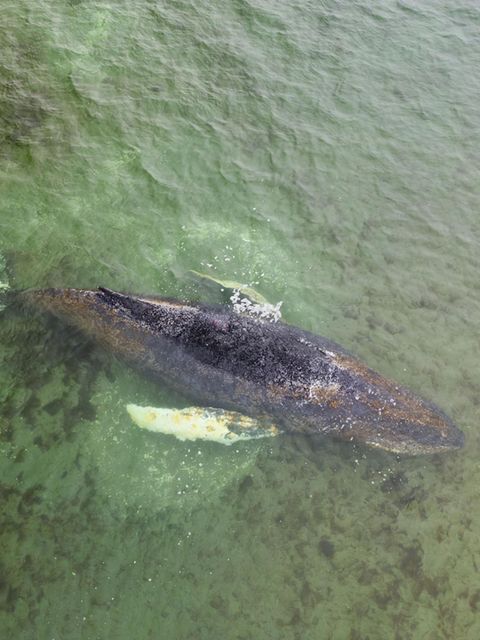 Buckelwal liegt auf einer Sandbank im Wasser