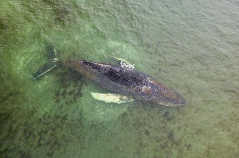 Buckelwal liegt auf einer Sandbank im Wasser