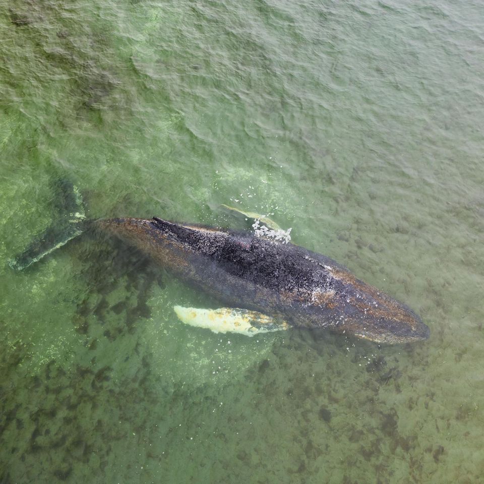 Buckelwal liegt auf einer Sandbank im Wasser