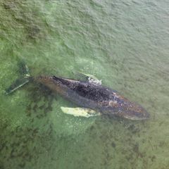 Buckelwal liegt auf einer Sandbank im Wasser