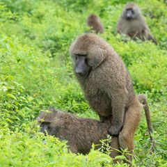 Pavianmännchen sind ihren Partnerinnen körperlich überlegen. Die Weibchen sichern mit Tricks ihren Einfluss auf die Vaterschaft
