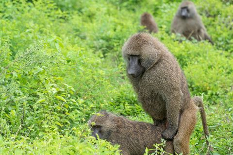 Pavianmännchen sind ihren Partnerinnen körperlich überlegen. Die Weibchen sichern mit Tricks ihren Einfluss auf die Vaterschaft