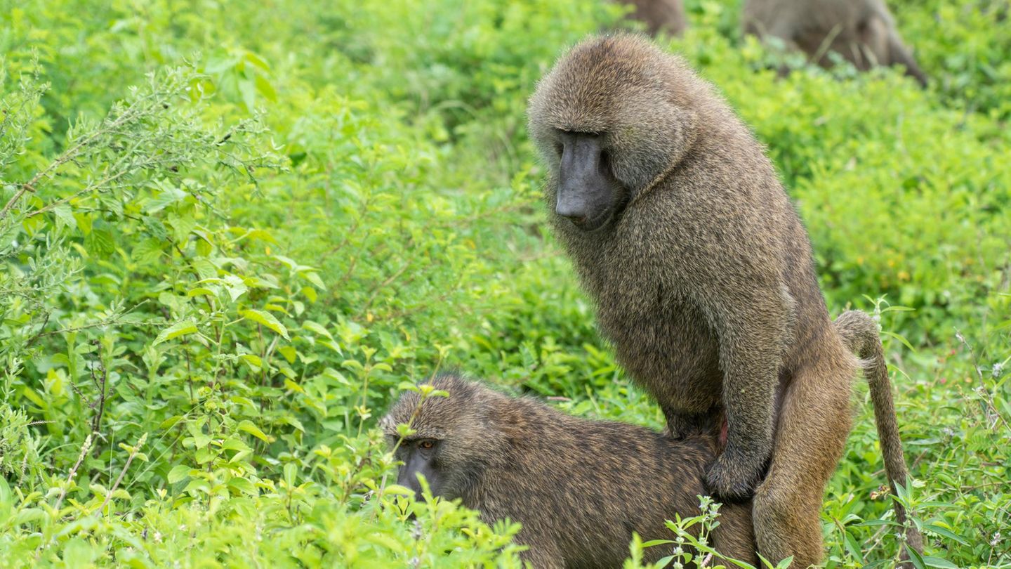 Pavianmännchen sind ihren Partnerinnen körperlich überlegen. Die Weibchen sichern mit Tricks ihren Einfluss auf die Vaterschaft