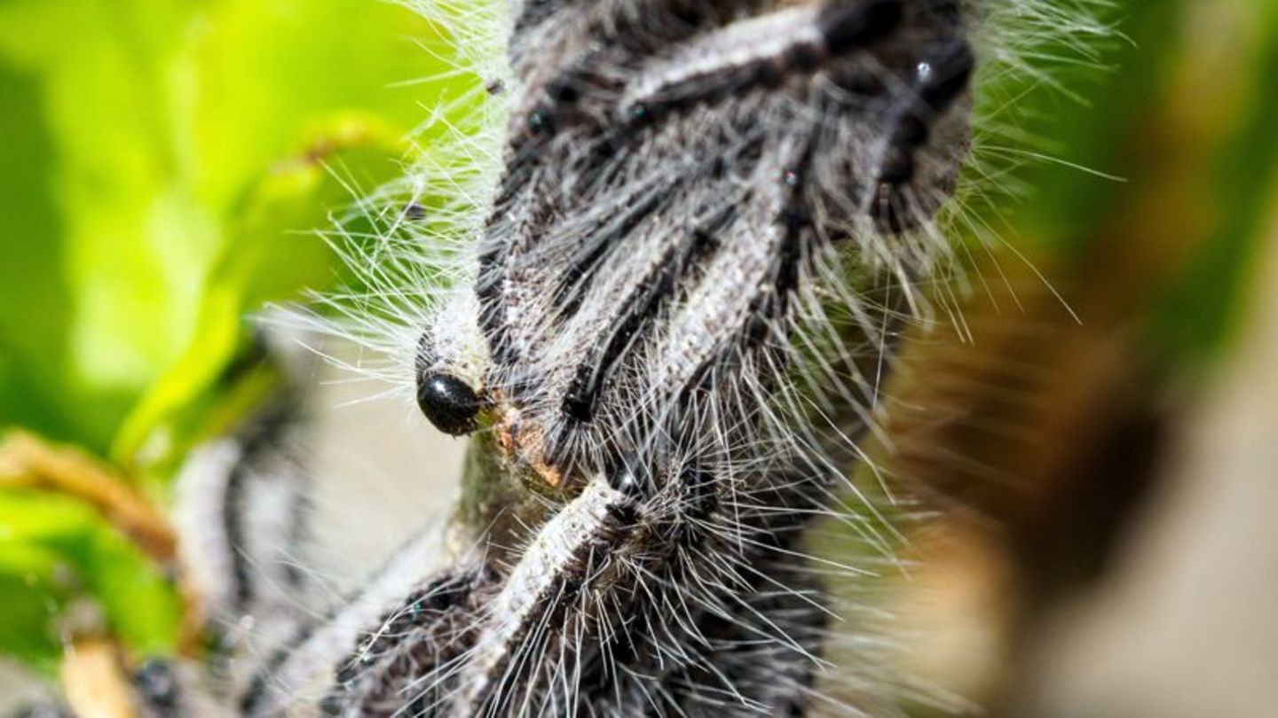 Deutschlandweit werden Maßnahmen gegen den Eichenprozessionsspinner ergriffen. (Archivbild) Foto: Soeren Stache/dpa