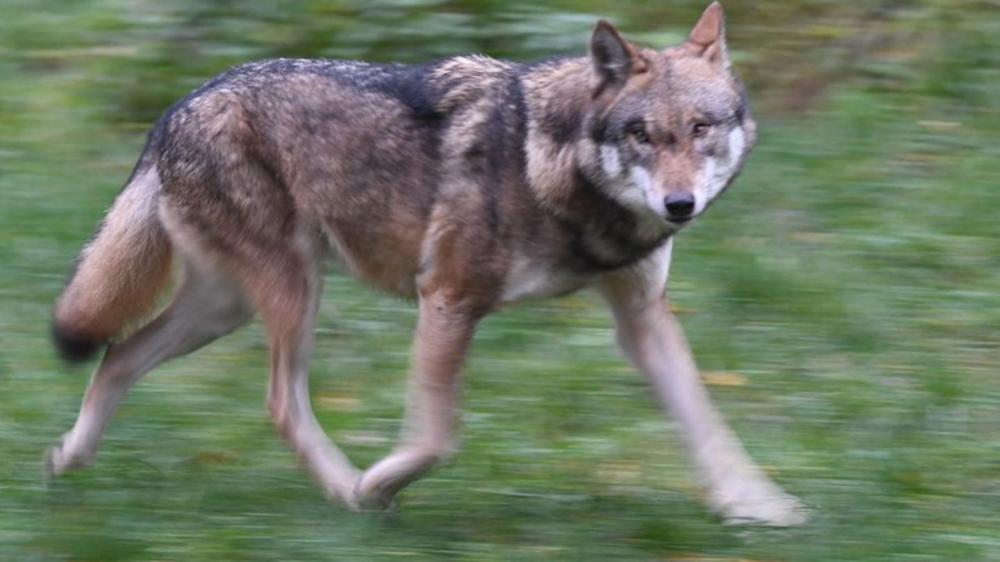 Eigentlich eher scheu: Wölfe meiden üblicherweise den Menschen. Foto: Carsten Rehder/dpa