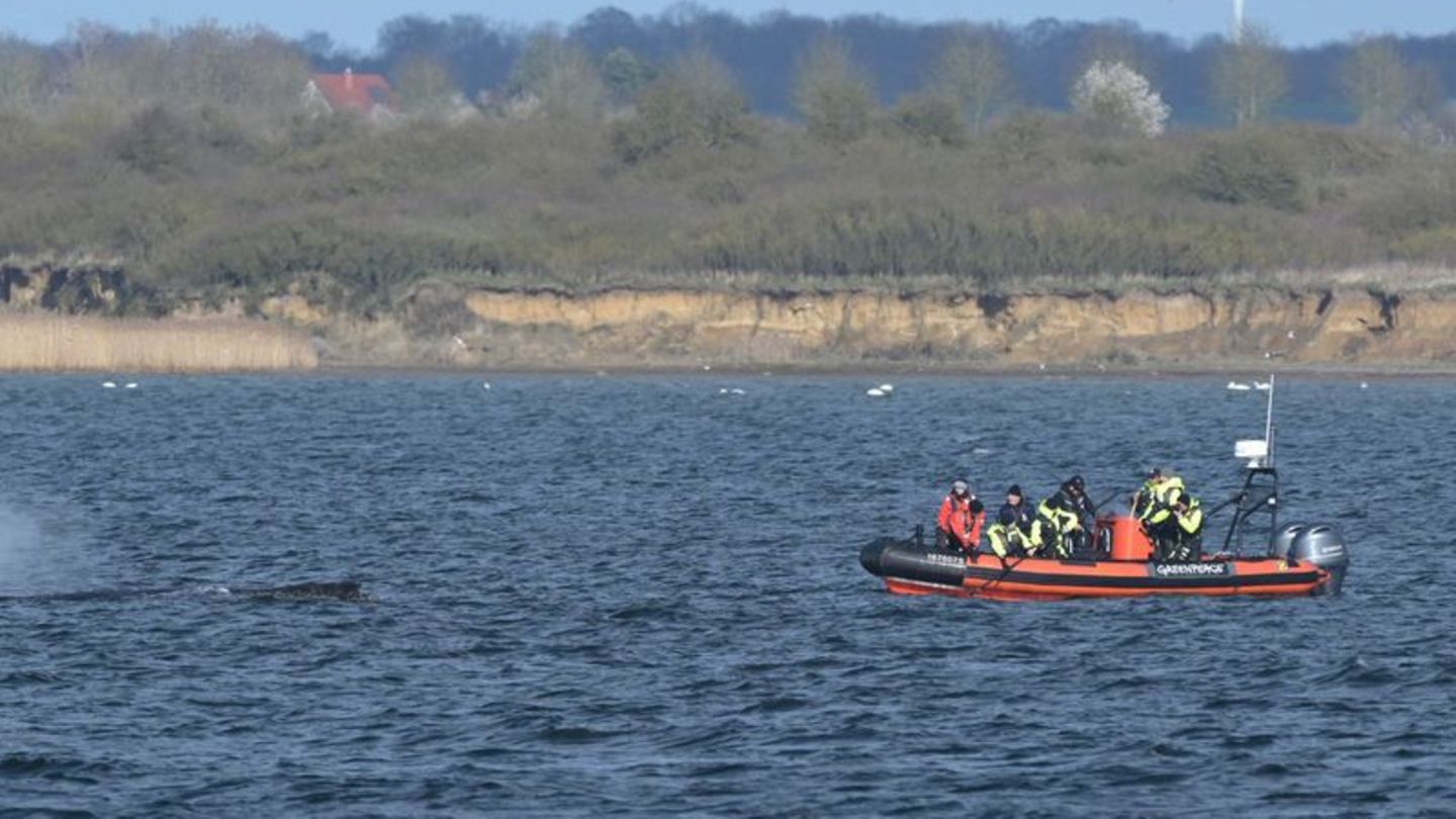 Der Buckelwal liegt am Nachmittag in der Bucht vor Wismar. Foto: Stefan Sauer/dpa