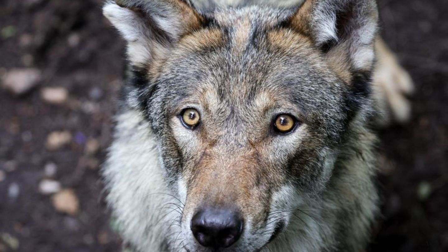 Vor dem Angriff auf eine Frau in Hamburg-Altona streifte der Wolf durch den Westen Hamburgs. (Symbolbild) Foto: Christian Charis