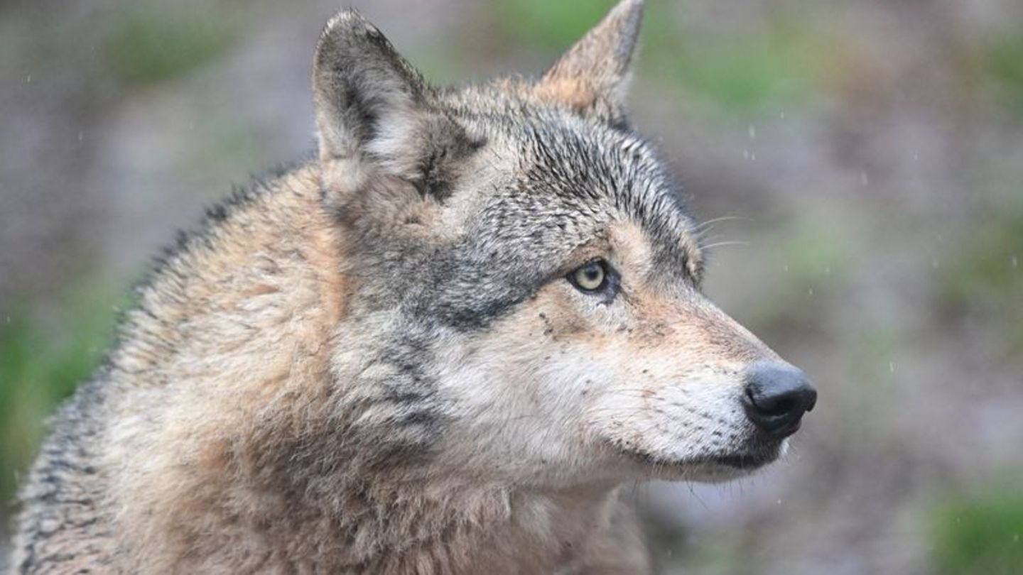 Ein Wolf verletzt eine Frau in der Einkaufsmeile Große Bergstraße. (Symbolbild) Foto: Bernd Weißbrod/dpa