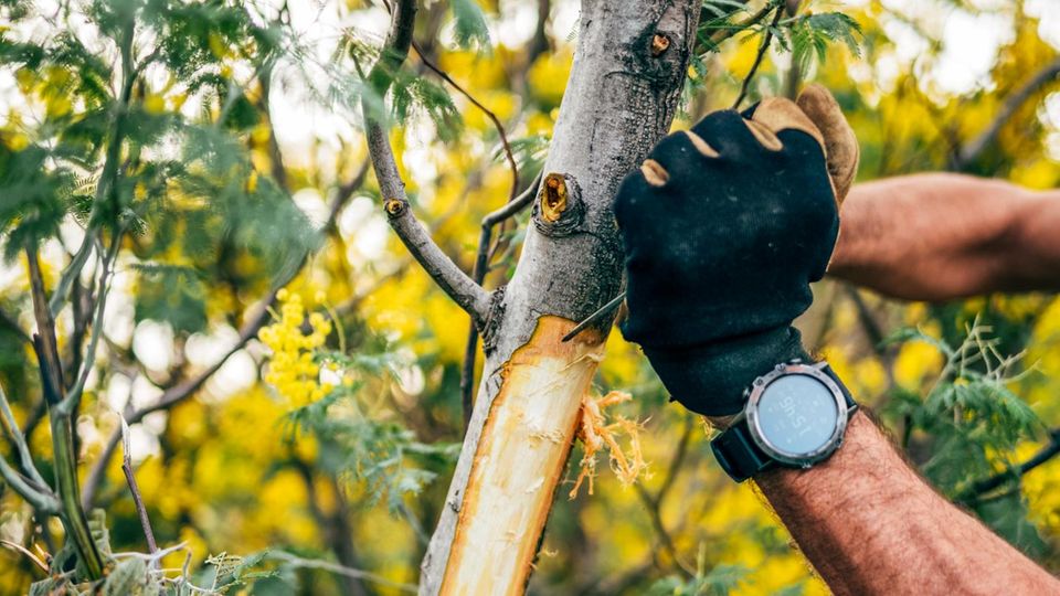 Mimosen werden zurückgeschnitten