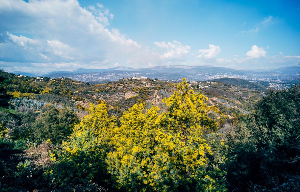 Landschaft mit blühenden Mimosen