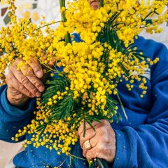 Zwei Hände halten gelbe Mimosen