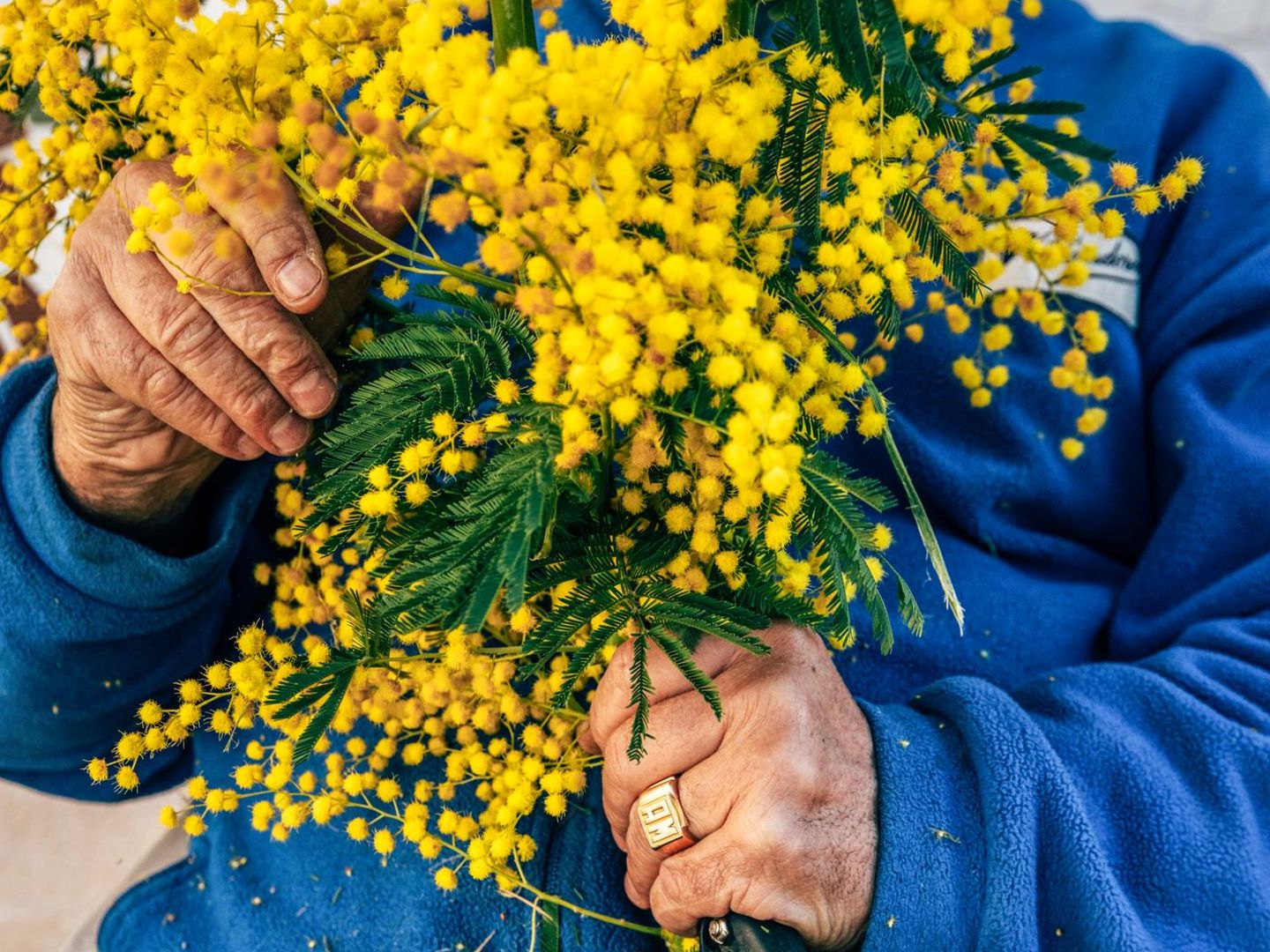 Zwei Hände halten gelbe Mimosen