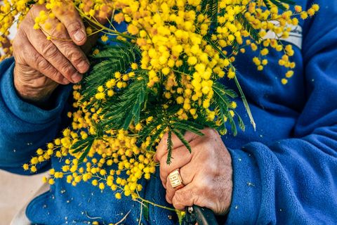 Zwei Hände halten gelbe Mimosen