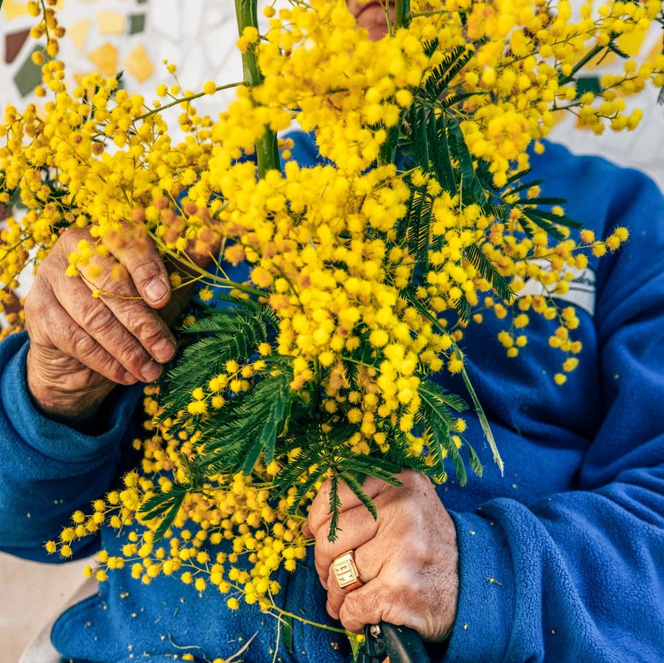 Zwei Hände halten gelbe Mimosen