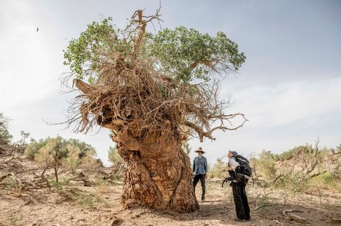 Ein uralter, knorriger Baum wird betrachtet