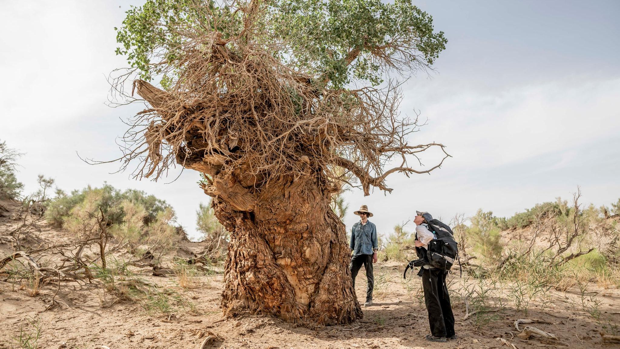 Ein uralter, knorriger Baum wird betrachtet