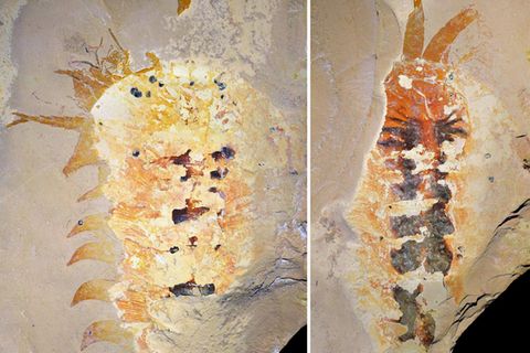 Megachelicerax cousteaui: Fossil und (gespiegeltes) Gegenstück sowie vergrößerte Ansicht der rechten Kieferklaue