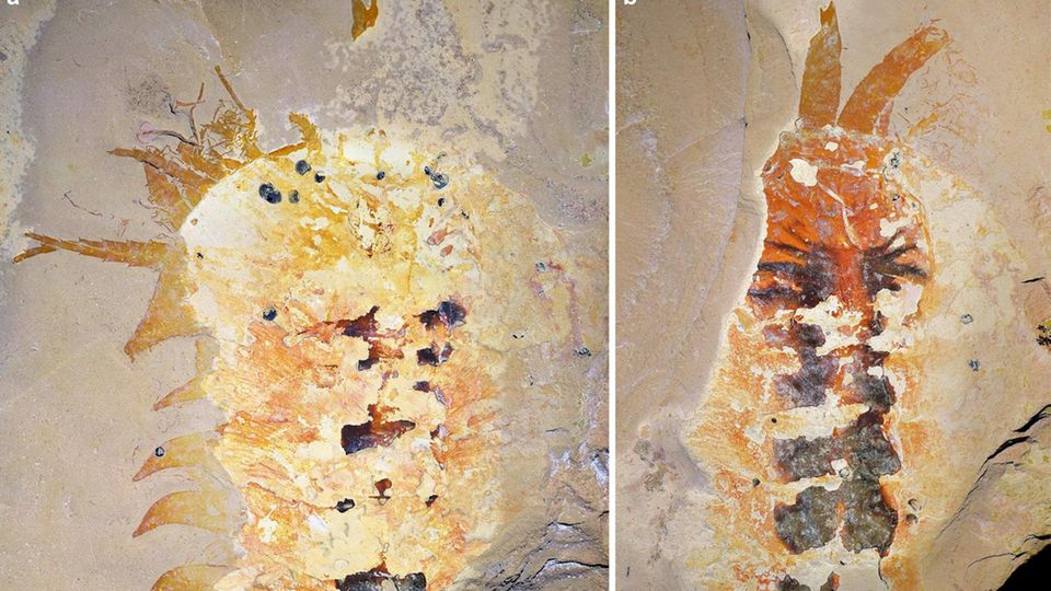 Megachelicerax cousteaui: Fossil und (gespiegeltes) Gegenstück sowie vergrößerte Ansicht der rechten Kieferklaue