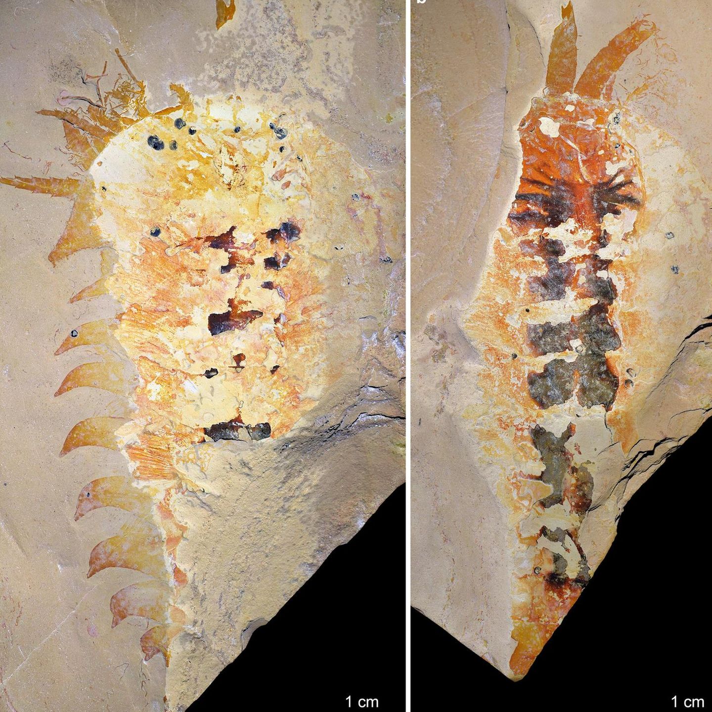 Megachelicerax cousteaui: Fossil und (gespiegeltes) Gegenstück sowie vergrößerte Ansicht der rechten Kieferklaue
