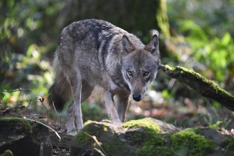 Ein Wolf durchstreift einen Wald