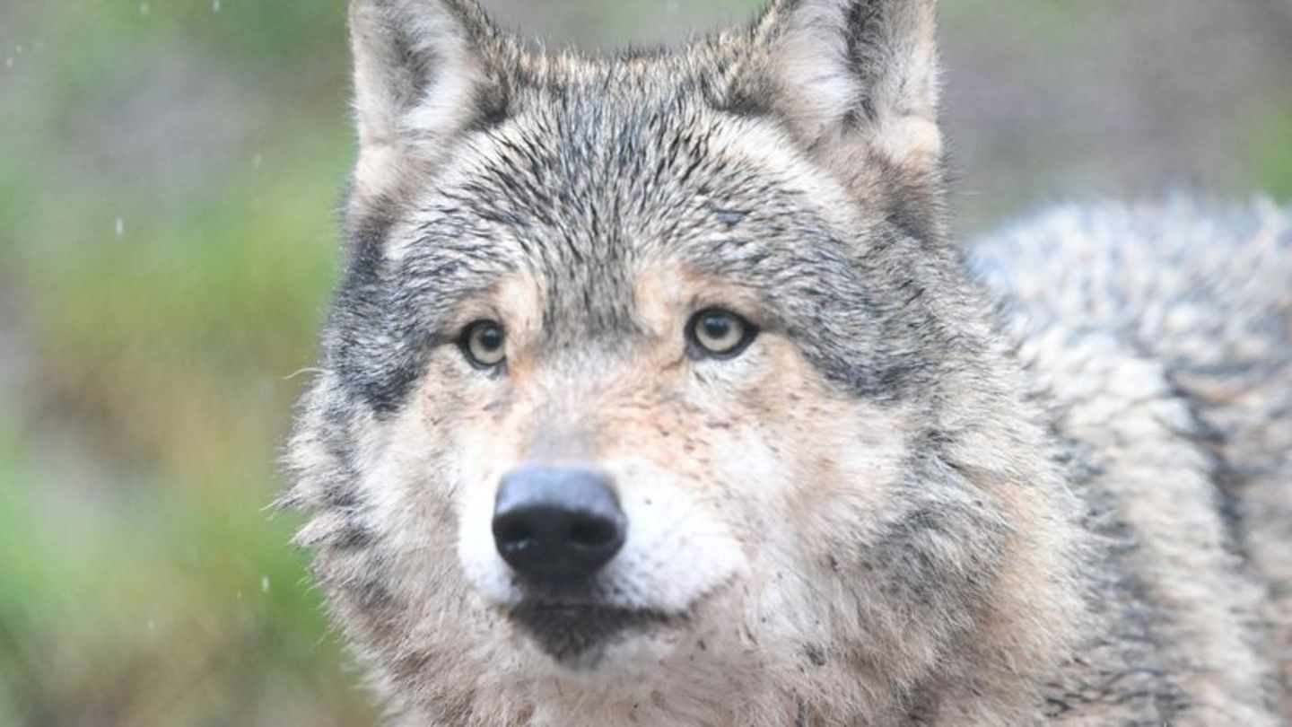 Nachdem ein Wolf eine Frau in Hamburg verletzt hat, ist noch unklar, was mit dem Tier passieren wird. (Symbolbild) Foto: Bernd W