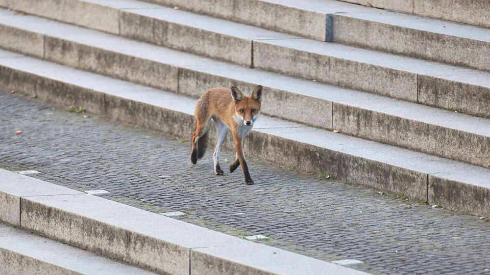 Ein Fuchs auf der Treppe vor dem Deutschen Bundestag