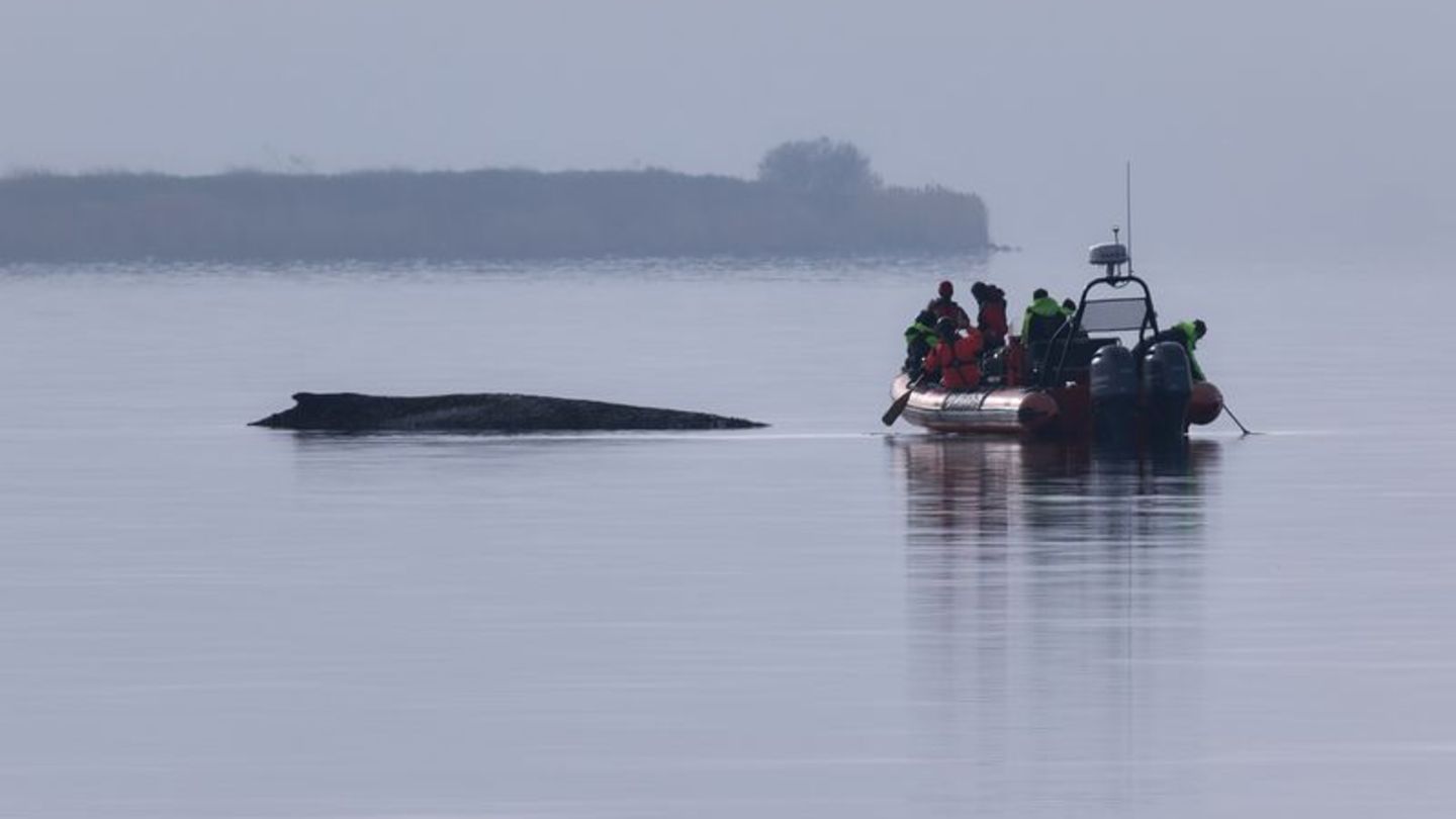 Immer wieder hatten sich Meeresschützer ein Bild vom Zustand des Wals gemacht. Foto: Marcus Golejewski/dpa