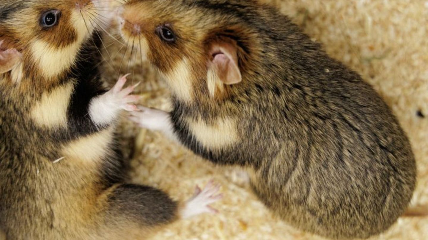 Geht das gut? Ein paarungsbereites Weibchen und ein ausgewähltes Männchen sollen für Feldhamster-Nachwuchs sorgen. Foto: David E