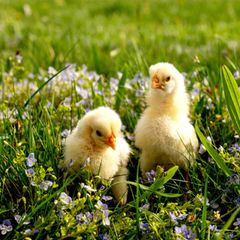 zwei niedliche gelbe Küken im Frühlingsgras