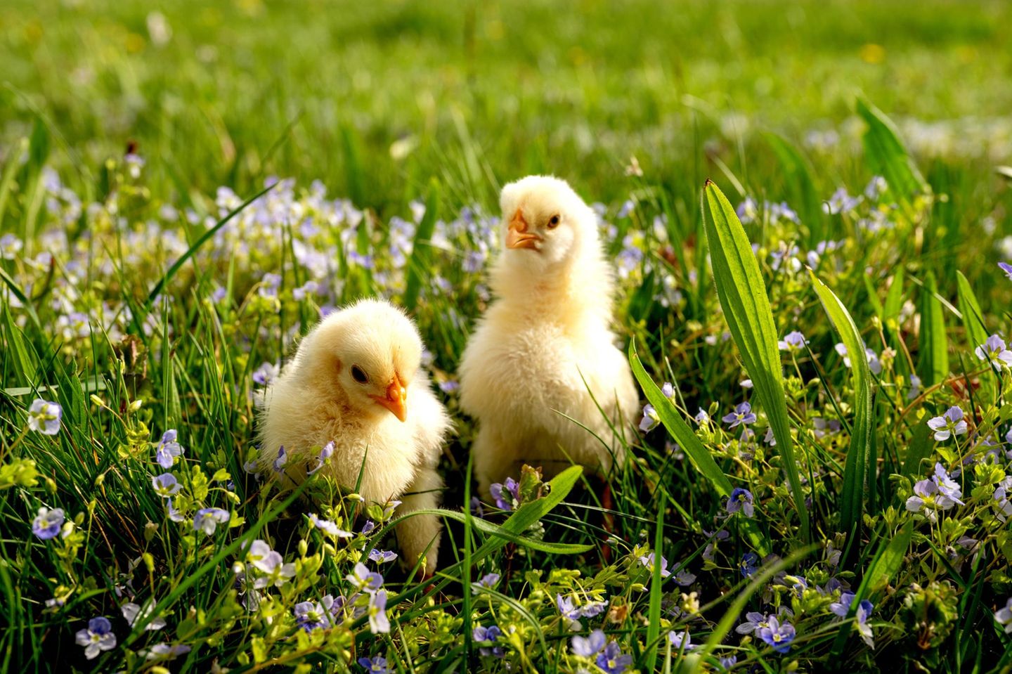 zwei niedliche gelbe Küken im Frühlingsgras