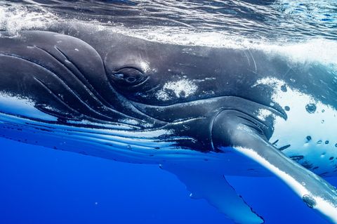 Buckelwale kommunizieren, singen und haben eine Kultur. Vermutlich trauern sie auch um sterbende und tote Artgenossen, meint die Expertin Tamara Narganes Homfeldt 