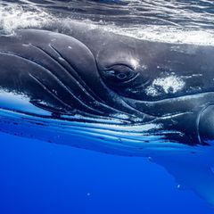 Buckelwale kommunizieren, singen und haben eine Kultur. Vermutlich trauern sie auch um sterbende und tote Artgenossen, meint die Expertin Tamara Narganes Homfeldt 