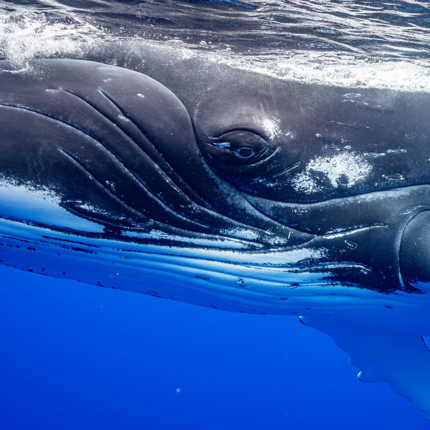 Buckelwale kommunizieren, singen und haben eine Kultur. Vermutlich trauern sie auch um sterbende und tote Artgenossen, meint die Expertin Tamara Narganes Homfeldt 
