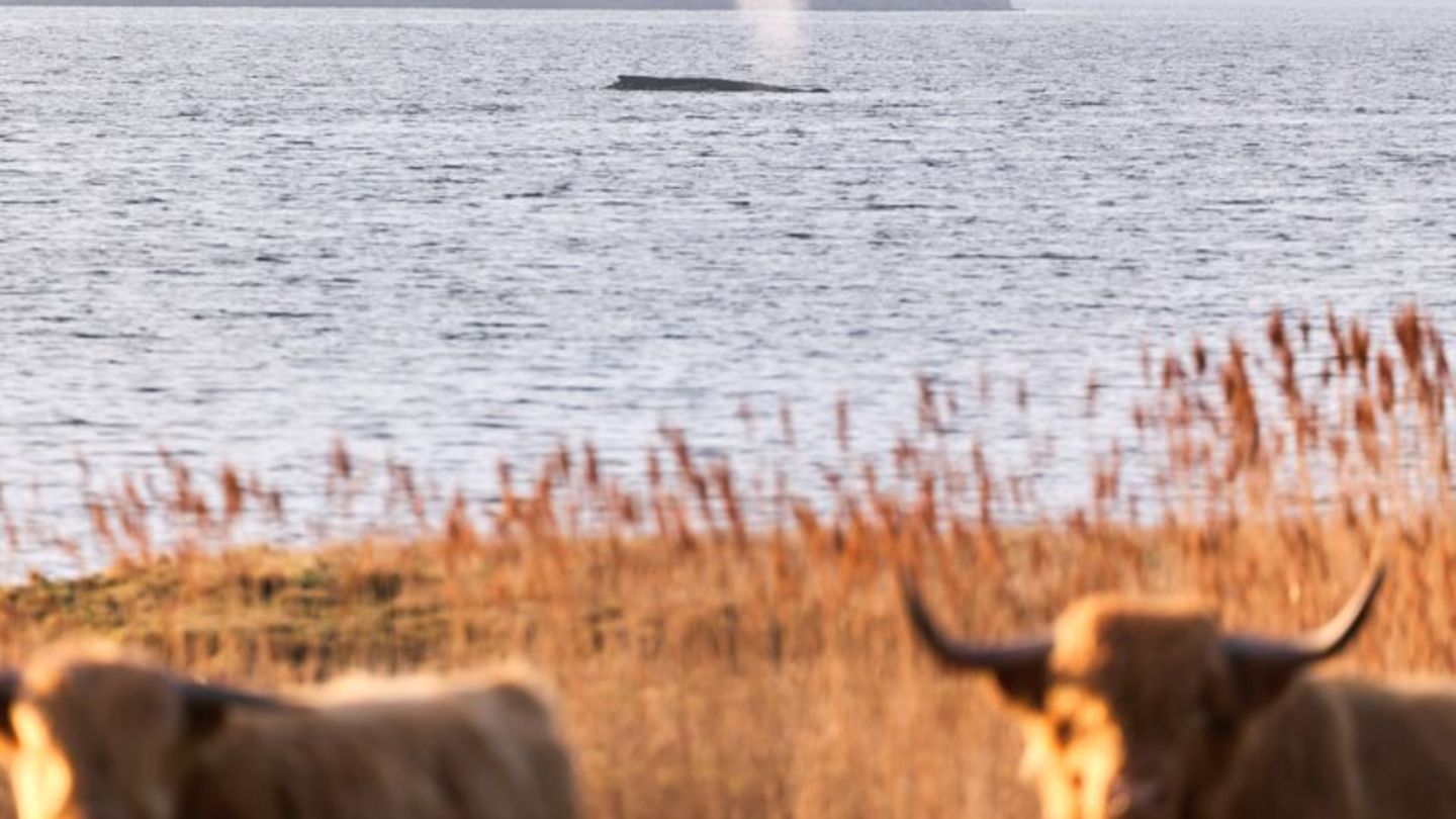 Die Umgebung des Wals wurde am Donnerstag für eine mögliche Bergung vermessen. Foto: Marcus Golejewski/dpa