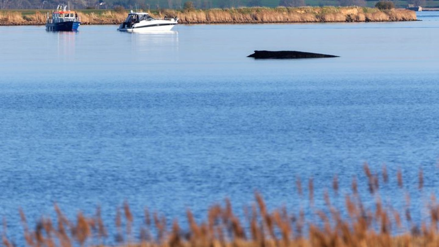 Über Tage hat der festsitzende Wal Deutschland beschäftigt. Foto: Marcus Golejewski/dpa