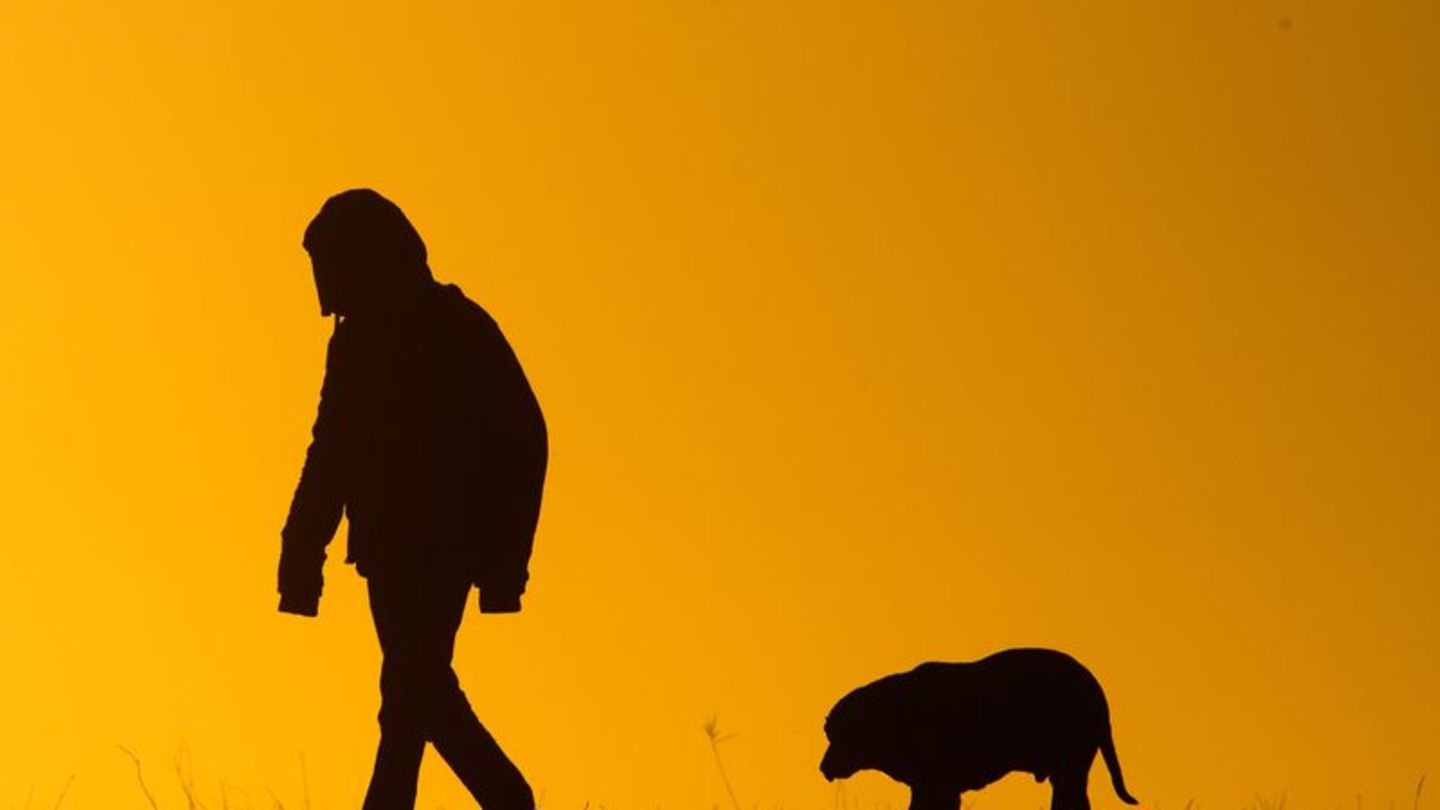 Viele Hundebesitzer bekommen es nicht mit, wenn ihre Tiere leiden. (Symbolbild) Foto: Julian Stratenschulte/dpa