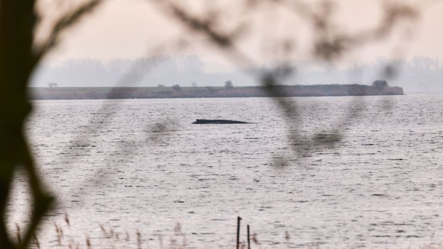 Die Wasserschutzpolizei kann keine Veränderung des Zustands des Wales beobachten (Archivbild). Foto: Marcus Golejewski/dpa