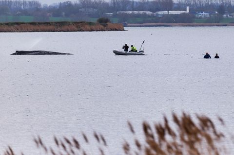 Um die Austrocknung der Haut zu verhindern, befeuchtet die Feuerwehr den Wal. Foto: Marcus Golejewski/dpa