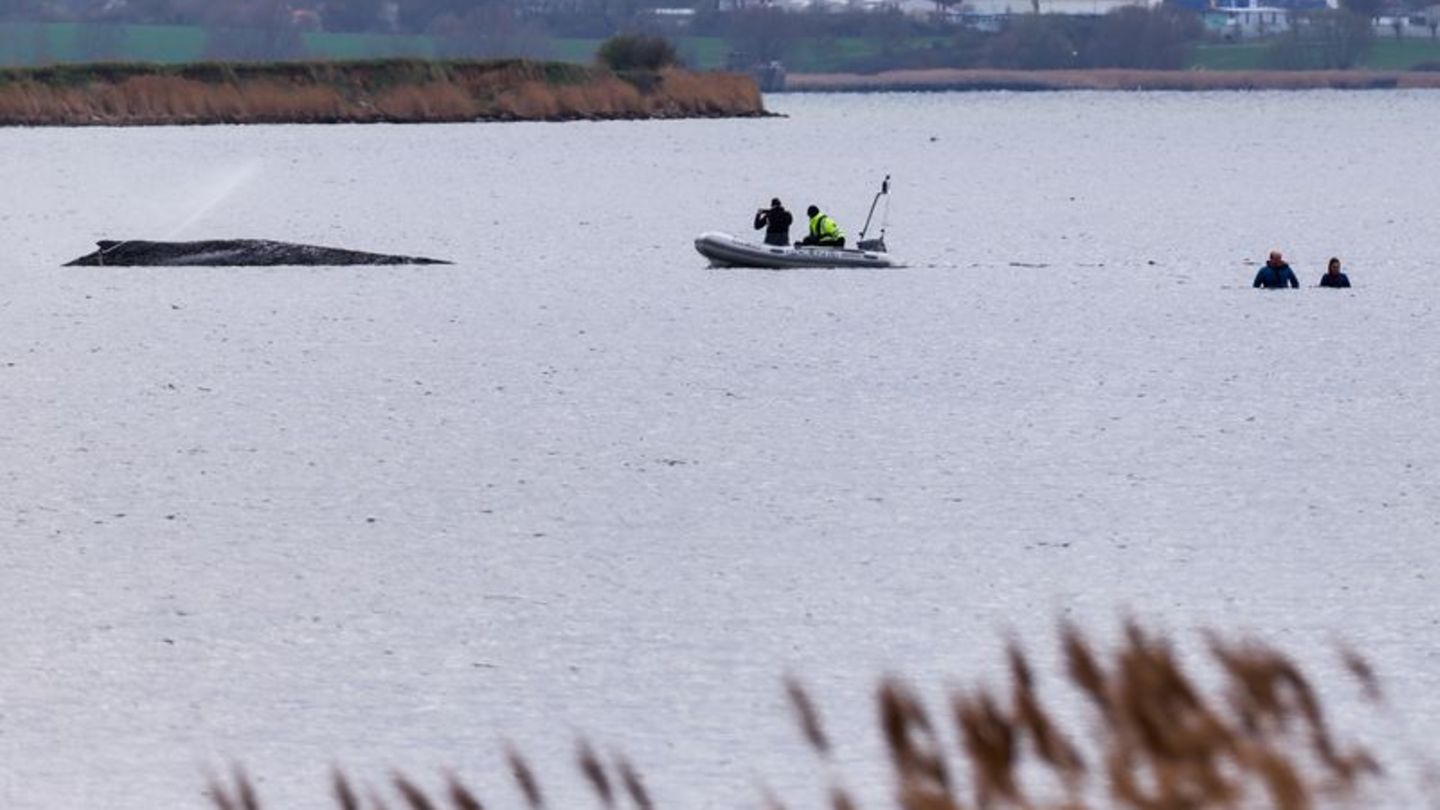Um die Austrocknung der Haut zu verhindern, befeuchtet die Feuerwehr den Wal. Foto: Marcus Golejewski/dpa