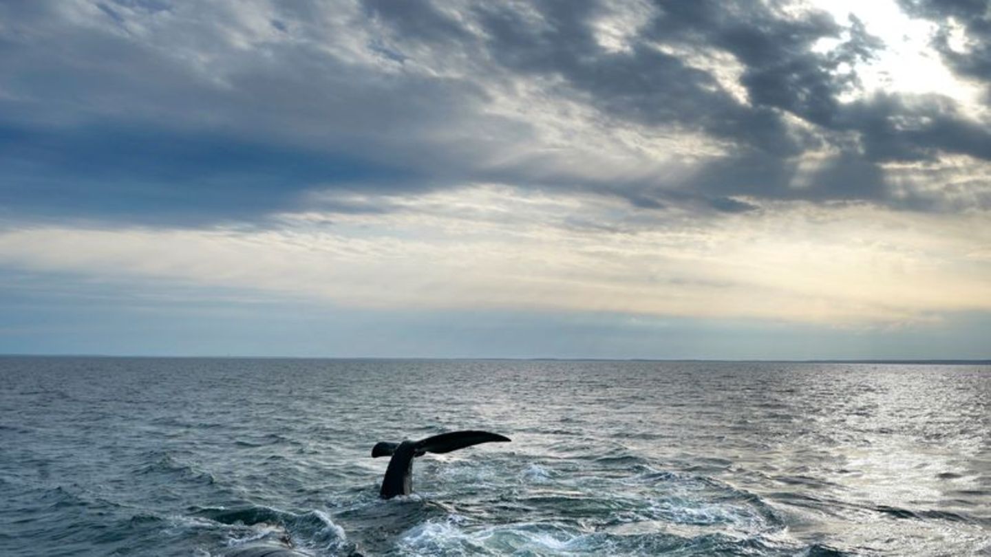 Angesichts der Weite der Ozeane ist ihr Schutz eine Herausforderung (Archivbild) Foto: Robert F. Bukaty/AP/dpa