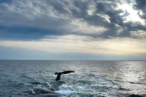 Angesichts der Weite der Ozeane ist ihr Schutz eine Herausforderung (Archivbild) Foto: Robert F. Bukaty/AP/dpa