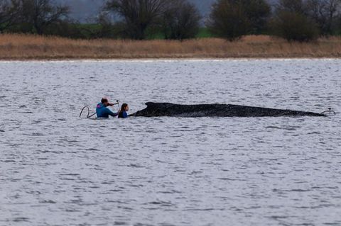 Einsatzkräfte der Feuerwehr benetzen den Rücken des Wals, der aus dem Wasser ragt. Foto: Marcus Golejewski/dpa