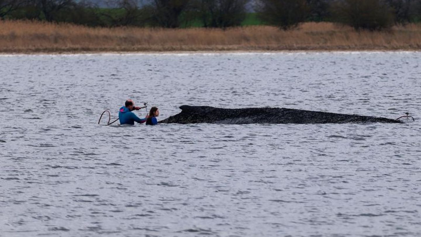 Einsatzkräfte der Feuerwehr benetzen den Rücken des Wals, der aus dem Wasser ragt. Foto: Marcus Golejewski/dpa