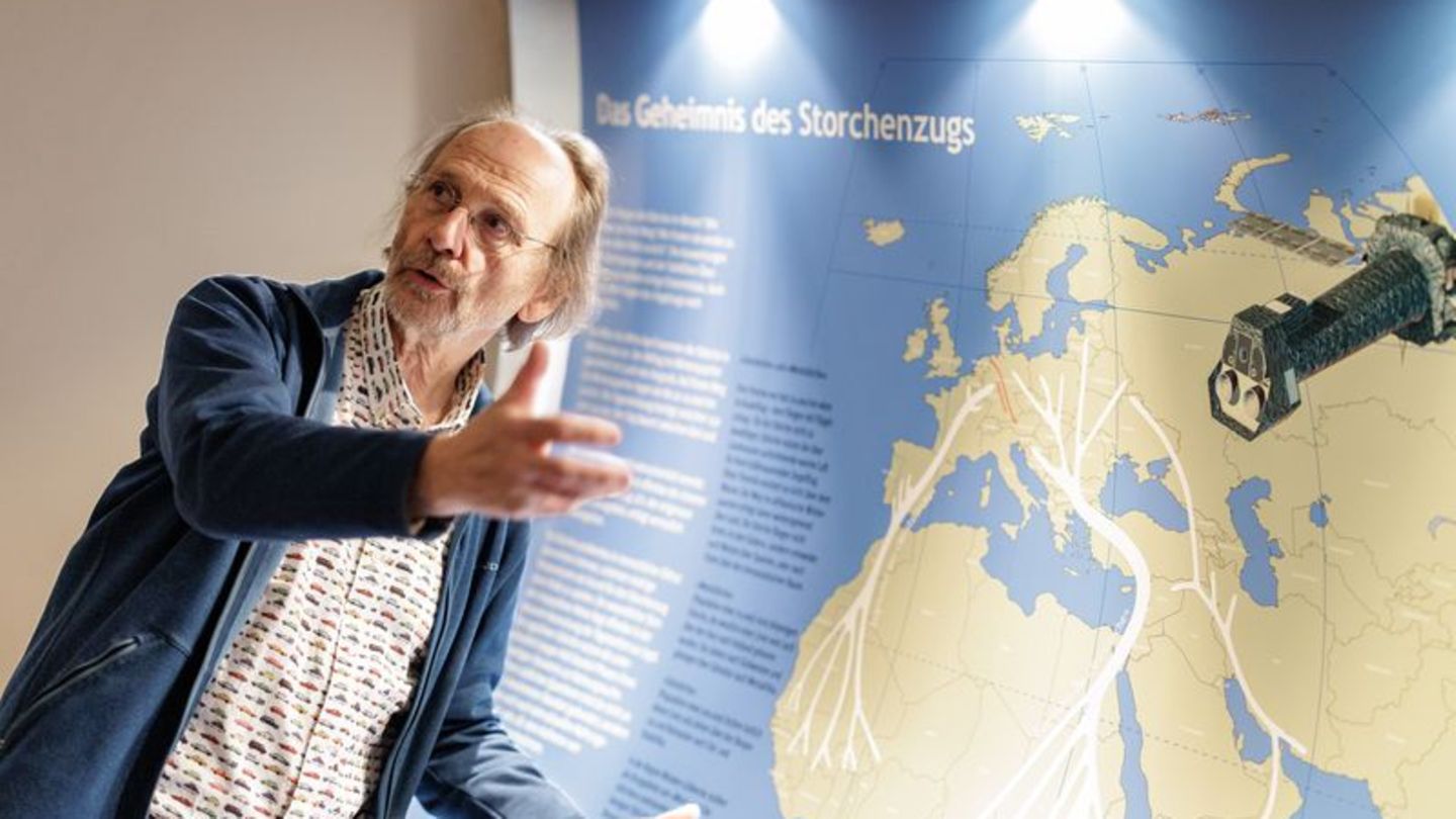 Vogelschützer Alfons Rolf Bense zeigt im Westfälischen Storchenmuseum eine Karte mit den Zugstrecken der Störche zu den Winterqu