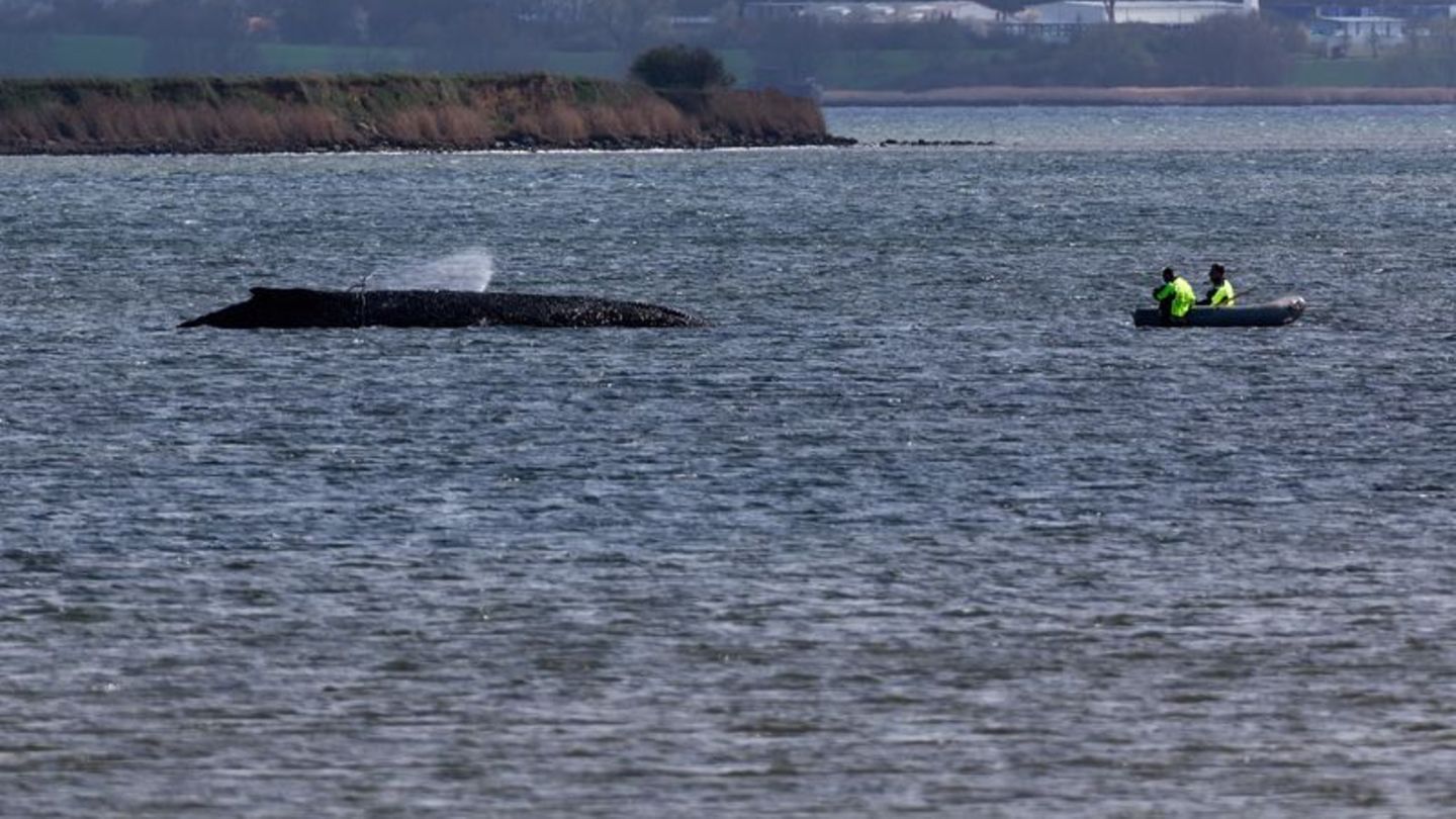 Einsatzkräfte der Feuerwehr benetzen den Rücken des Wals, der aus dem Wasser ragt. Foto: Marcus Golejewski/dpa