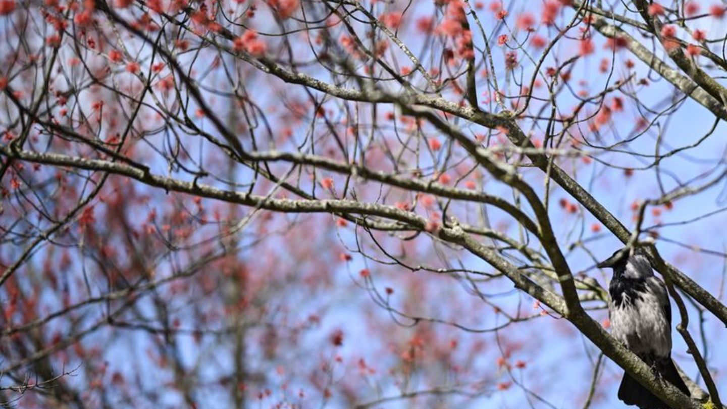 Damit es für die Vogelwelt ein gutes Frühjahr wird, ist es laut dem Experten wichtig, dass es nicht zu trocken wird. (Archivbild
