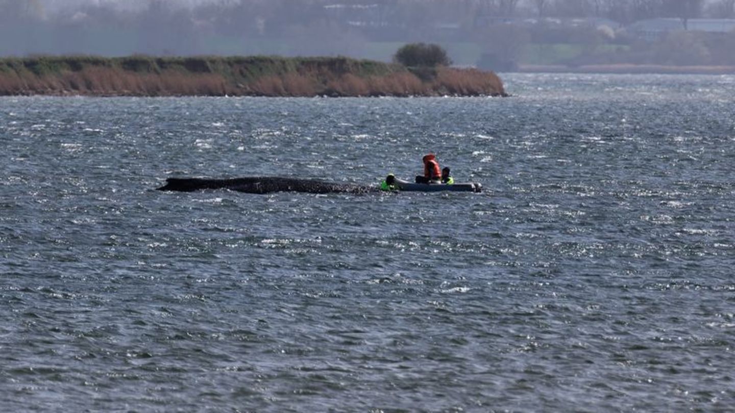 Auch in der Nacht beobachtete die Polizei den Buckelwal weiter. (Archivbild) Foto: Marcus Golejewski/dpa