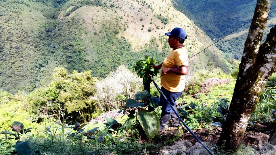 An einem Steilhang wird ein Baum gepflanzt