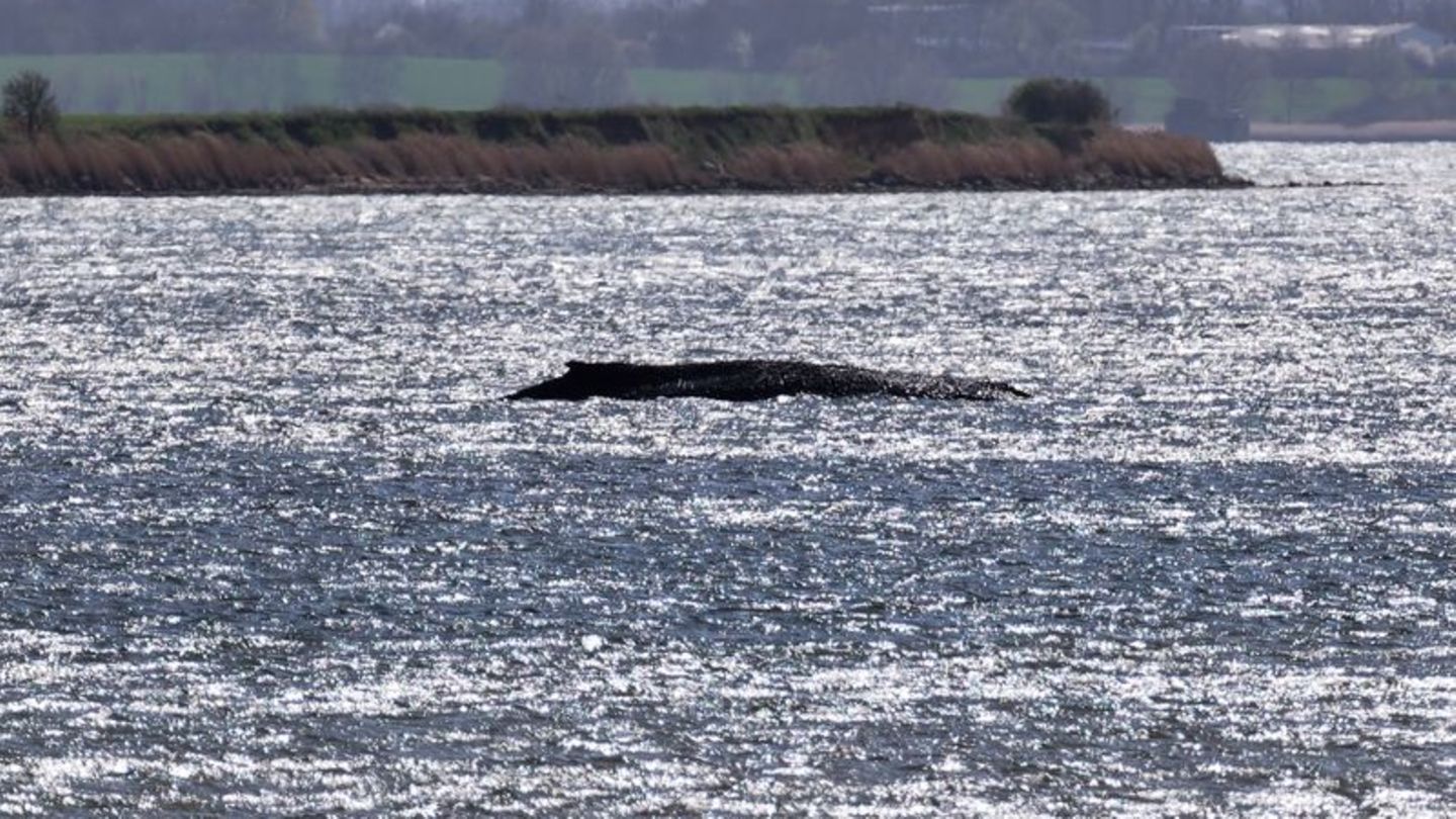 Rund um die Uhr sind Einsatzkräfte an der Küste, um den Wal zu beobachten. Foto: Marcus Golejewski/dpa