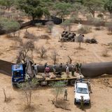 Jäger erschießen eine Elefantenfamilie